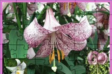 Lilium Lankongense