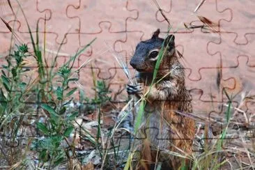 Squirrel jigsaw puzzle