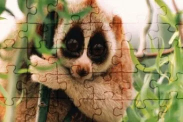 ternuris jigsaw puzzle