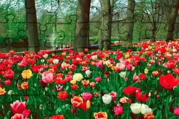 Flores com Ã¡rvores jigsaw puzzle