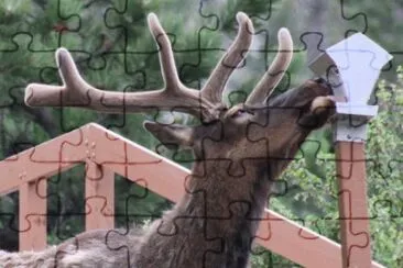 visiting elk jigsaw puzzle
