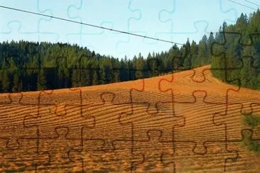 פאזל של pine copse