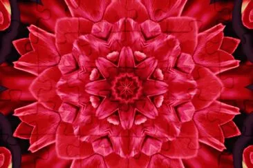 red rose
