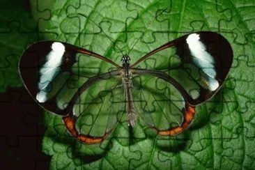 ANIMALES