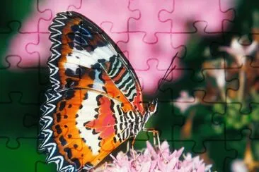 Papallona jigsaw puzzle