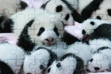 BEBÃ‰S EN CHENDU, CHINA.
