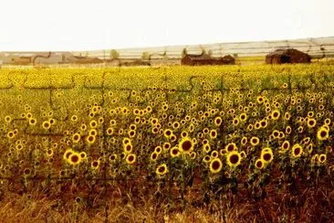 campo de girasoles