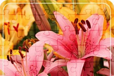 lirio rosa