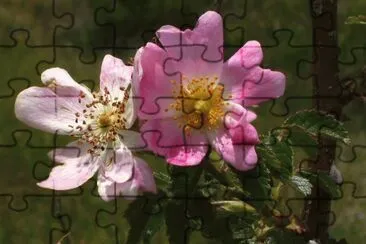 Flors de Gavarrera jigsaw puzzle