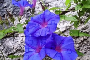 ipomoea purpurea jigsaw puzzle