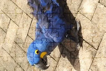 PR10 jigsaw puzzle