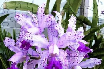 flores jigsaw puzzle