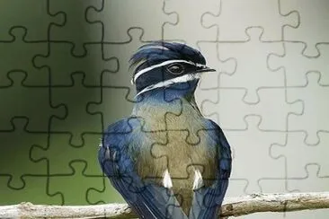 פאזל של .