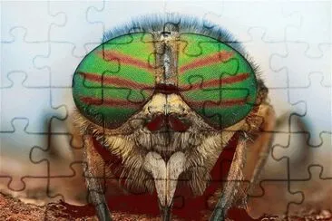 OJOS DE INSECTO
