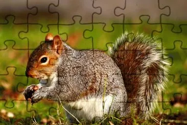 esquilo jigsaw puzzle
