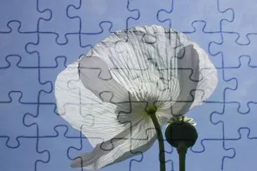 amapola jigsaw puzzle