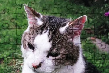  jigsaw puzzle