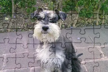 chato4