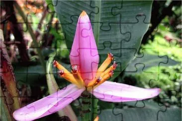 פאזל של BELLEZA EN EL TRÃ“PICO