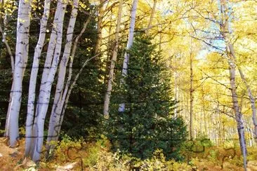Tree decorated by nature