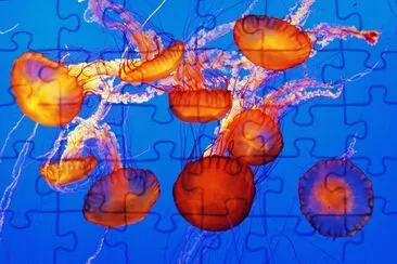 פאזל של Jellyfish