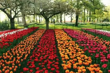 Caminho de Tulipas