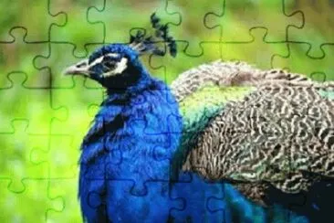 bird jigsaw puzzle