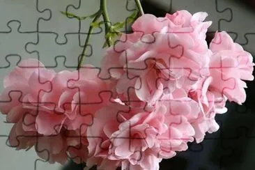 Roses jigsaw puzzle
