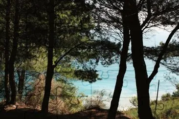 Pineta e mare jigsaw puzzle