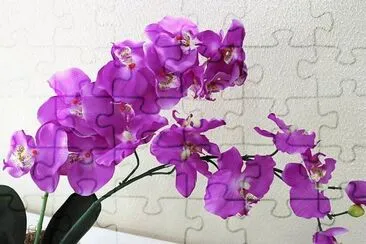 Orquideas