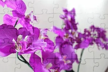 Orquideas