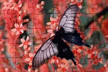 פאזל של Butterfly in Flowers