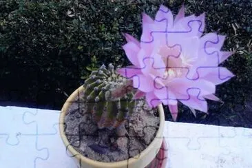 פאזל של CACTUS NEREIDA