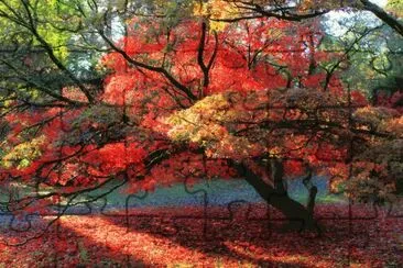 Autumn Blaze