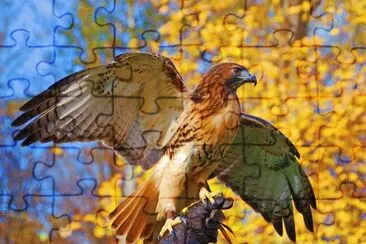 Bird of prey