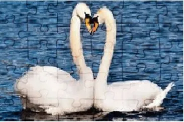 cisnes
