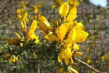 Flors de Argelaga jigsaw puzzle