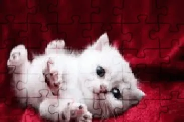 gato jigsaw puzzle