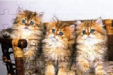 gatos