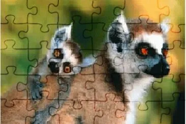 animais