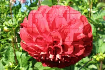 The perfect flower jigsaw puzzle
