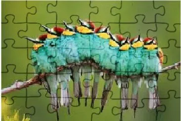 passaros jigsaw puzzle
