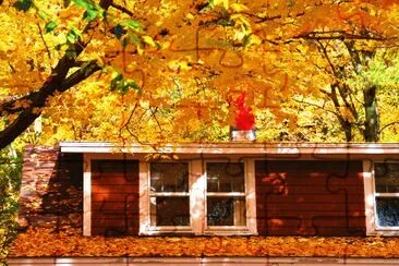 Falling leaves