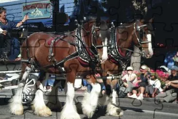 Clydesdale Horses