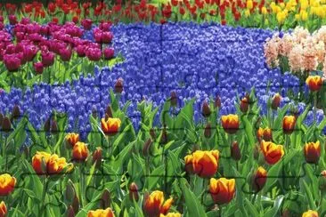 belas tulipas