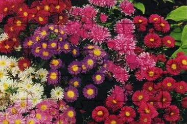 Asters jigsaw puzzle