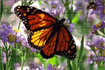 פאזל של Butterfly