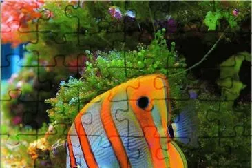 Great Barrier Reef