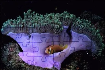 Great Barrier Reef