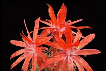 Cactus